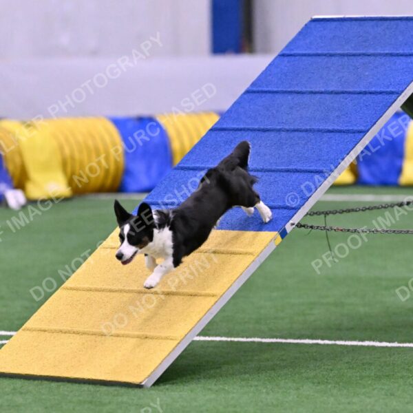 Tango-Sharon-Meek-09392