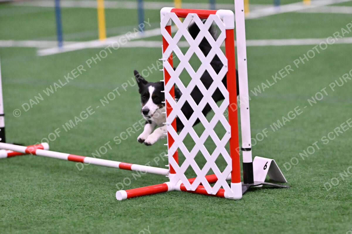 Tango-Sharon-Meek-09393