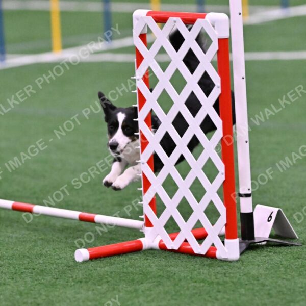 Tango-Sharon-Meek-09393