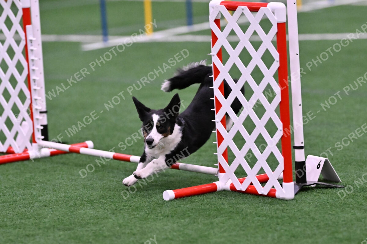 Tango-Sharon-Meek-09394