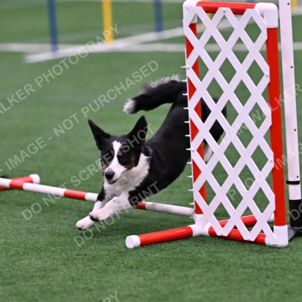 Tango-Sharon-Meek-09394