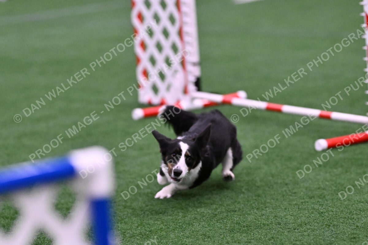 Tango-Sharon-Meek-09395