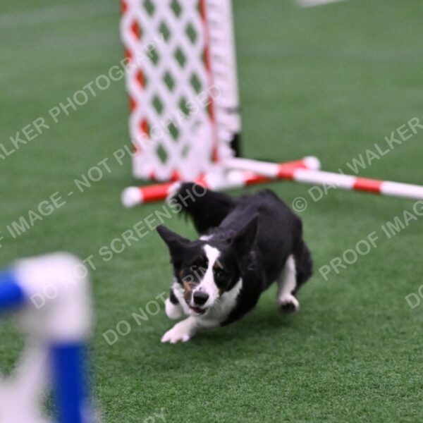 Tango-Sharon-Meek-09395