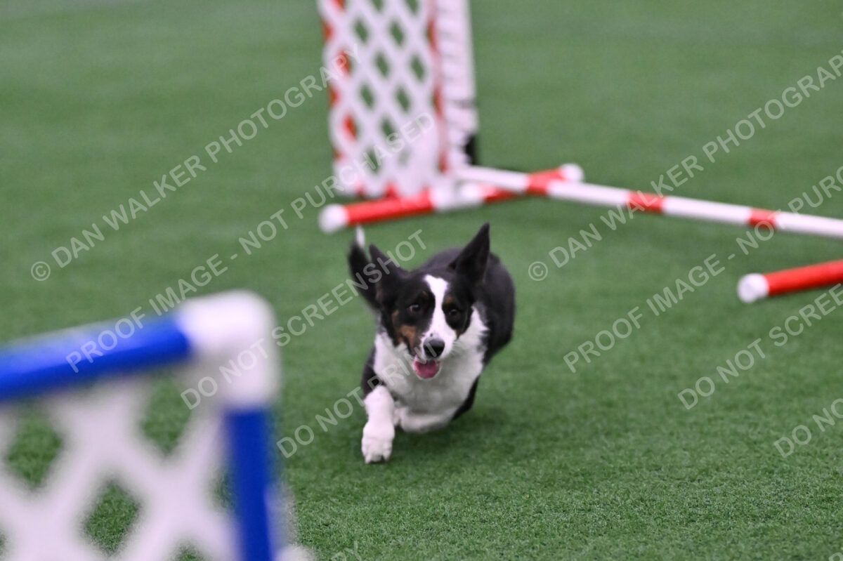 Tango-Sharon-Meek-09396