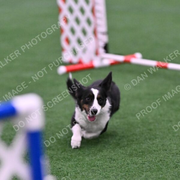 Tango-Sharon-Meek-09396