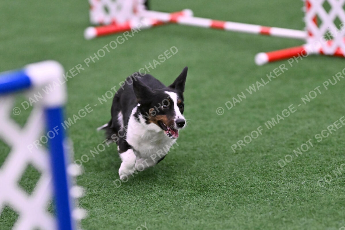 Tango-Sharon-Meek-09397