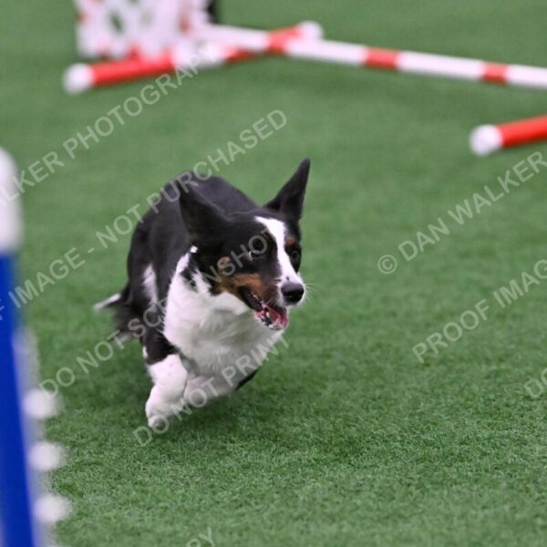 Tango-Sharon-Meek-09397