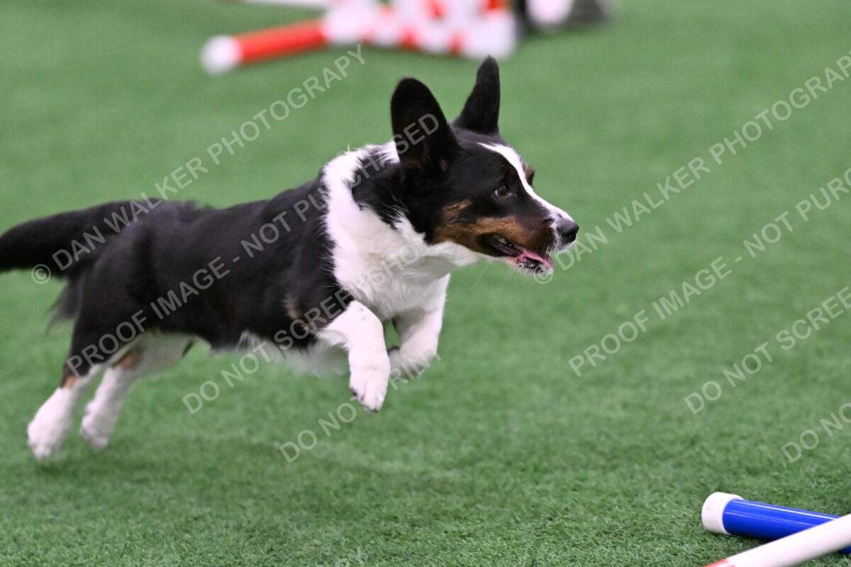 Tango-Sharon-Meek-09401