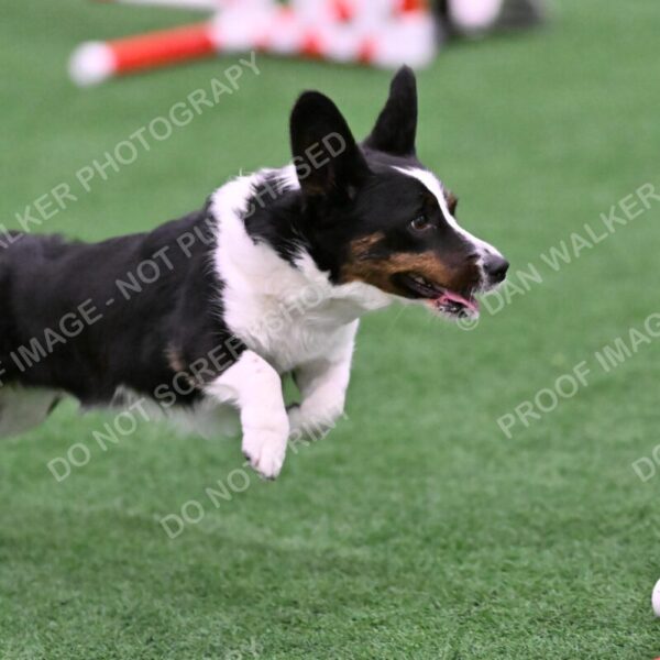 Tango-Sharon-Meek-09401