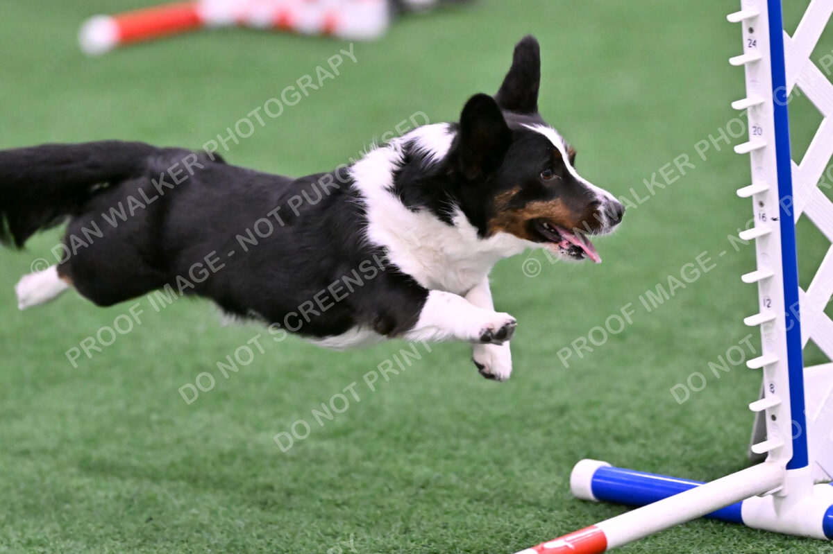 Tango-Sharon-Meek-09402