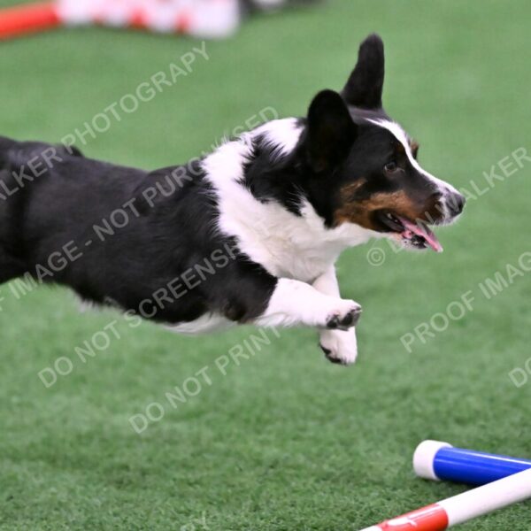 Tango-Sharon-Meek-09402