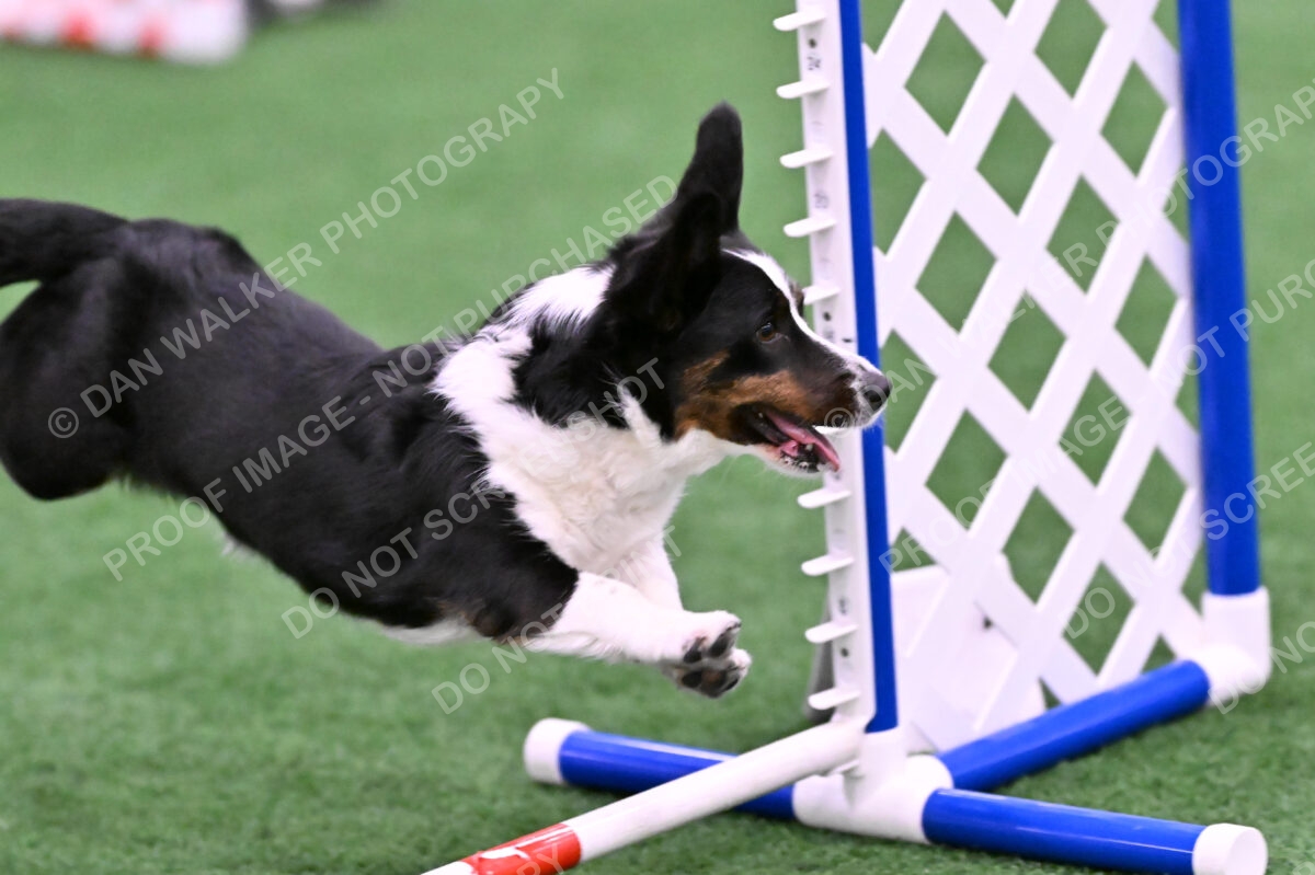 Tango-Sharon-Meek-09403