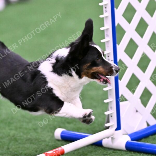 Tango-Sharon-Meek-09403