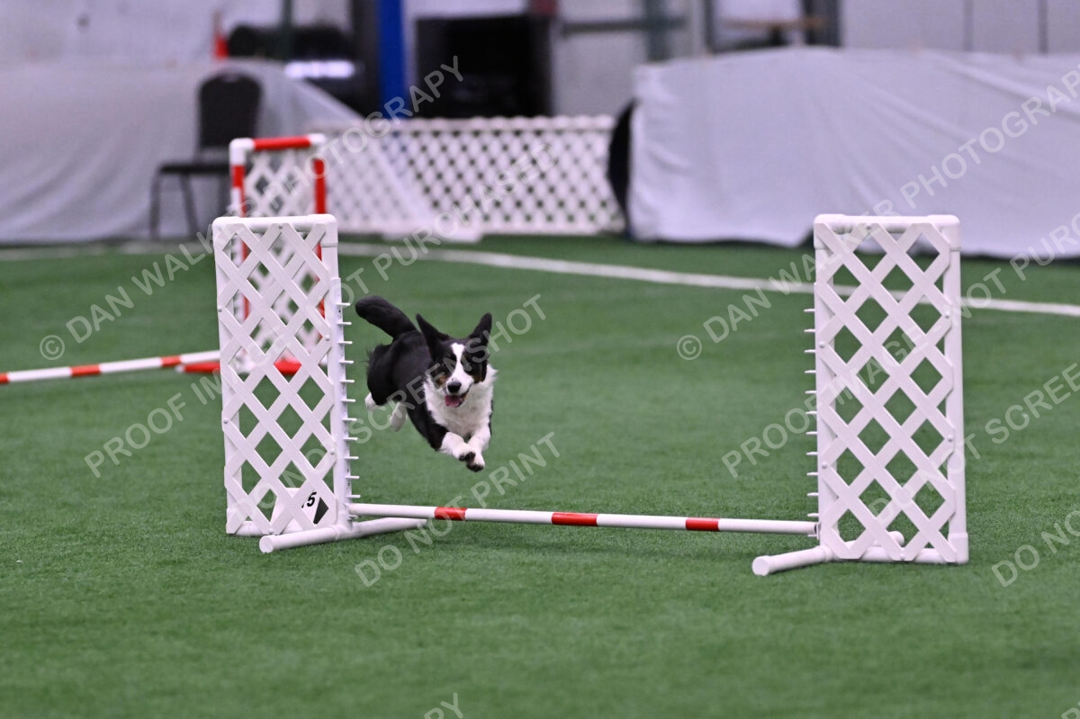 Tango-Sharon-Meek-09404