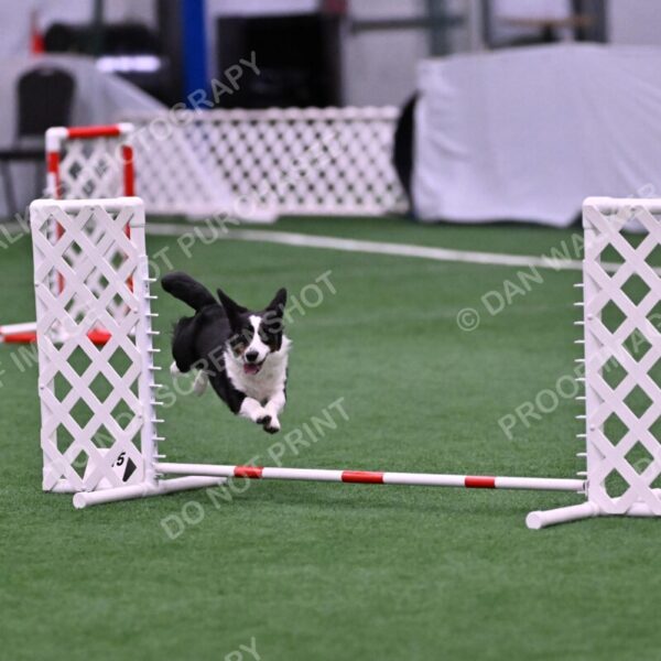 Tango-Sharon-Meek-09404