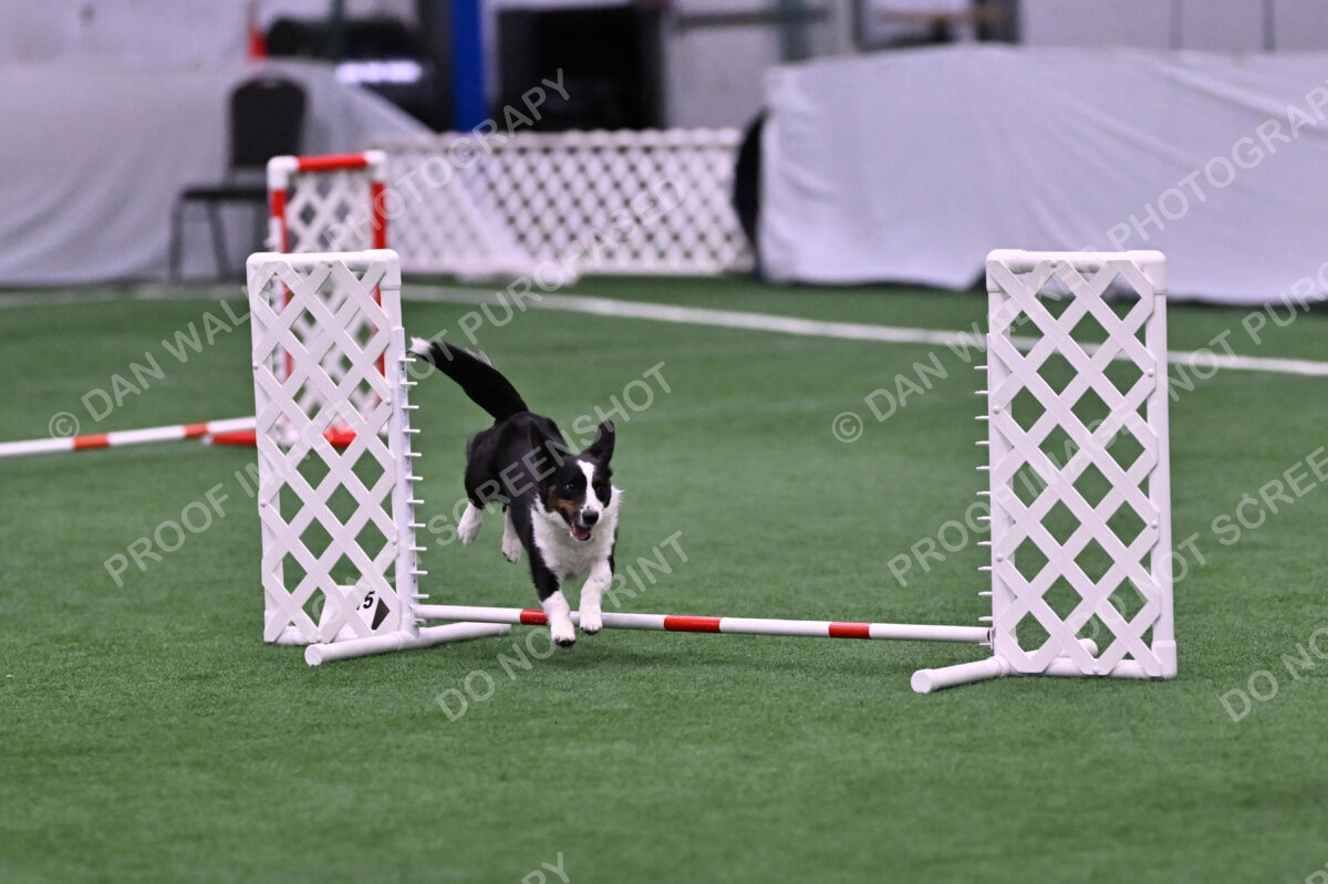 Tango-Sharon-Meek-09405