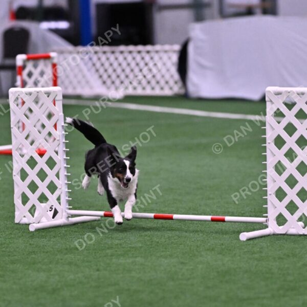 Tango-Sharon-Meek-09405