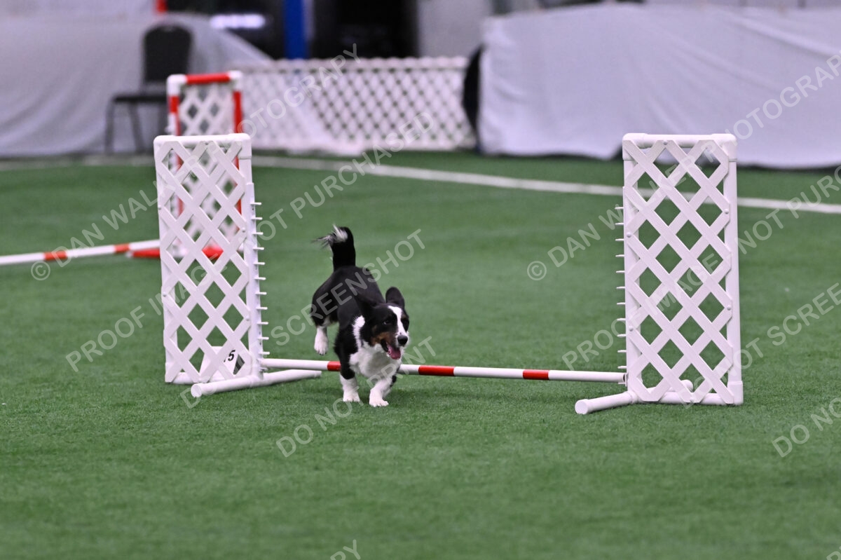 Tango-Sharon-Meek-09406