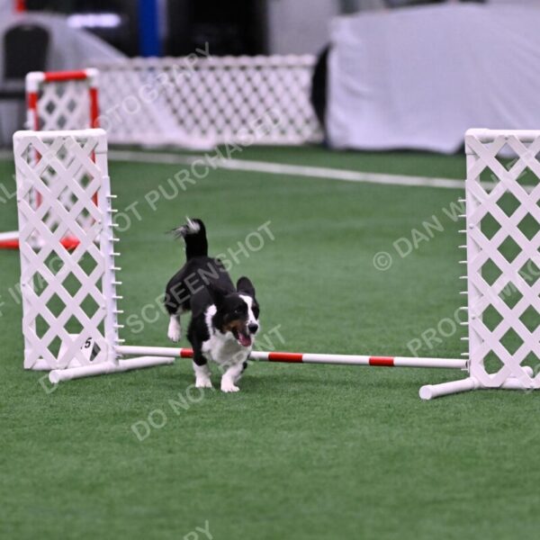 Tango-Sharon-Meek-09406