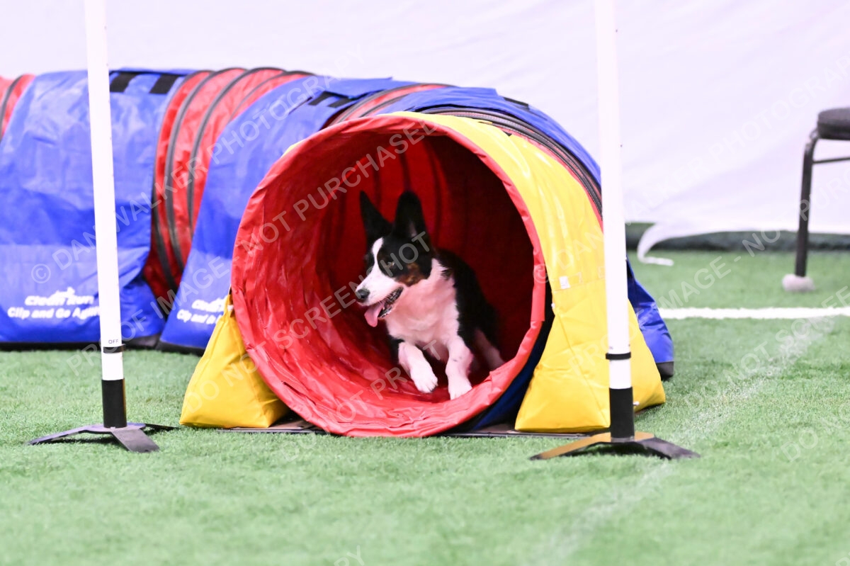 Tango-Sharon-Meek-09410