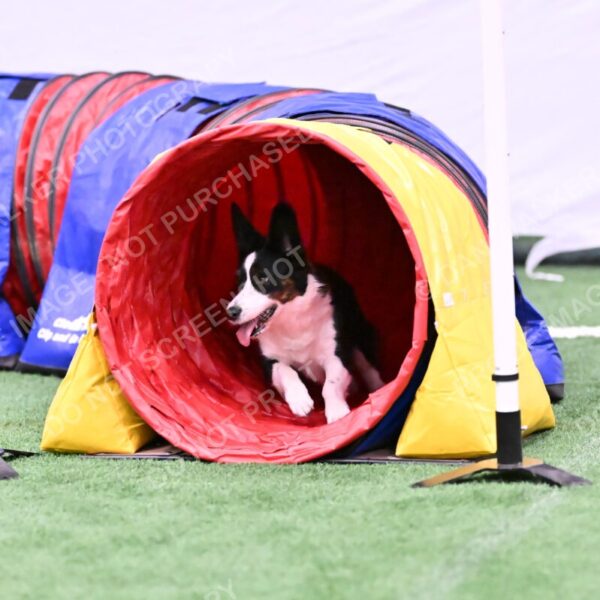 Tango-Sharon-Meek-09410