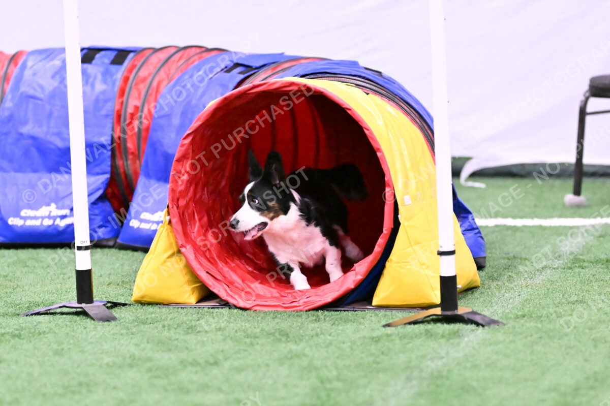 Tango-Sharon-Meek-09411