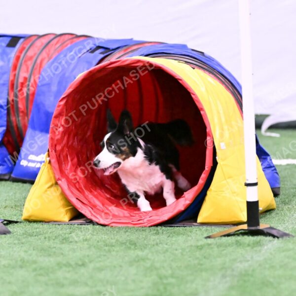 Tango-Sharon-Meek-09411