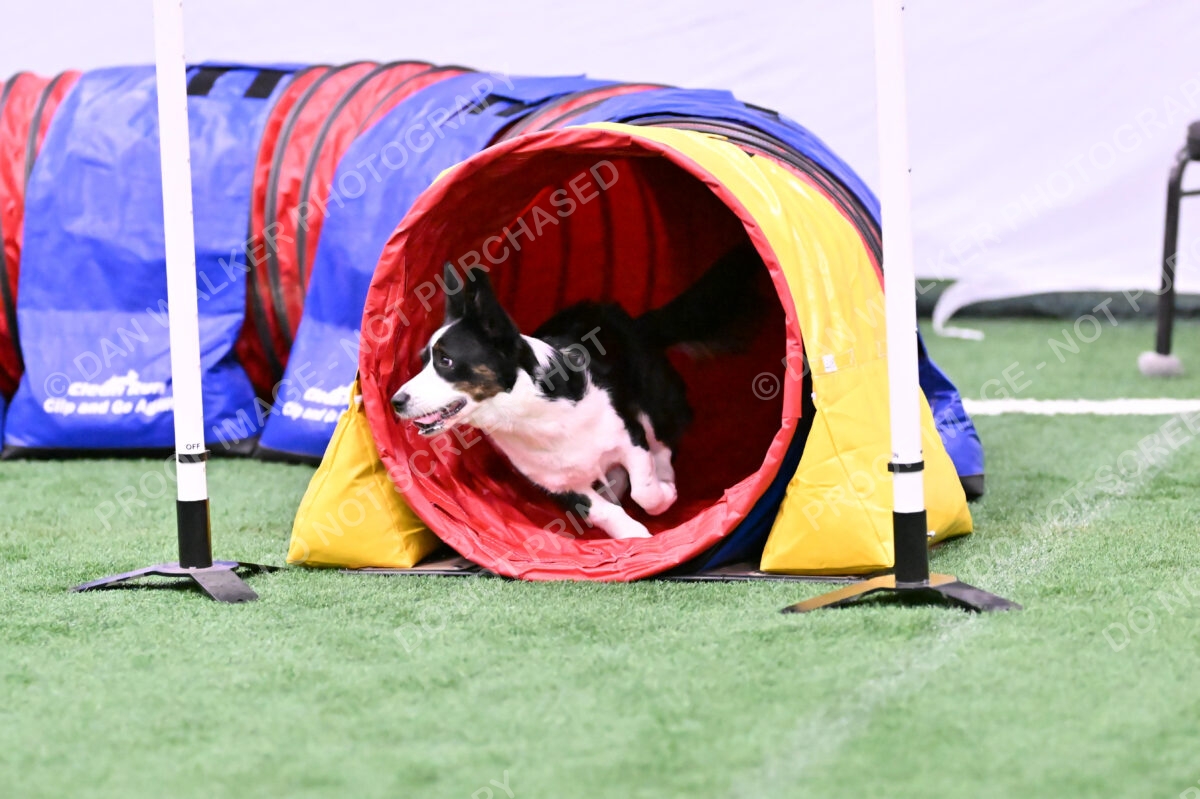 Tango-Sharon-Meek-09412