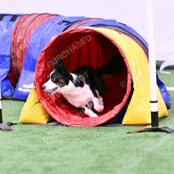 Tango-Sharon-Meek-09412