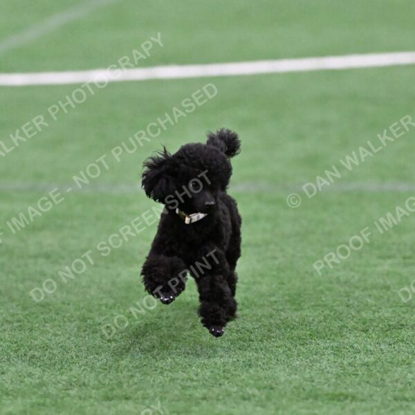 Winston-Madison-Canton-08995