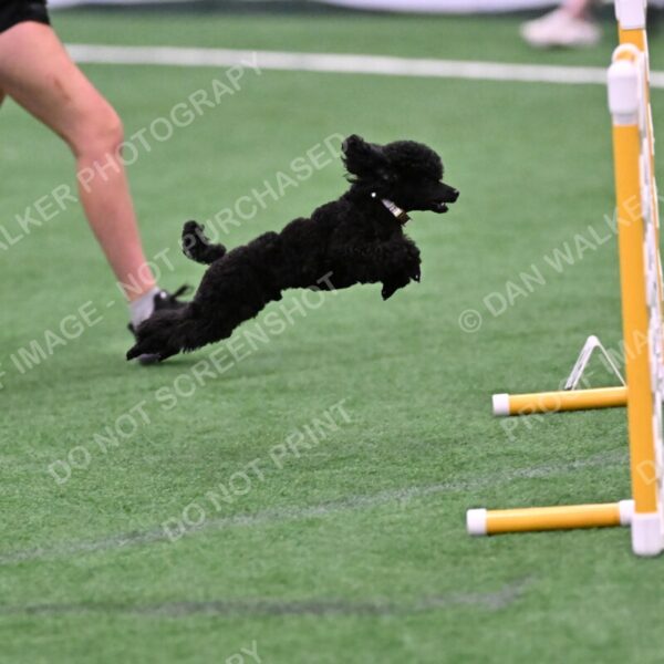 Winston-Madison-Canton-09028