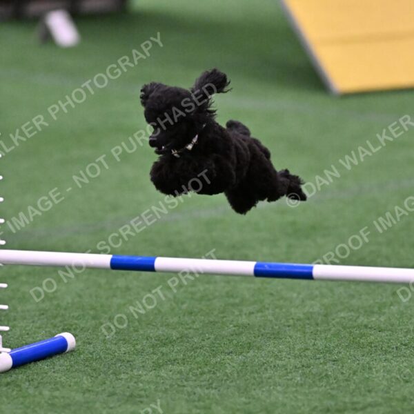 Winston-Madison-Canton-09108