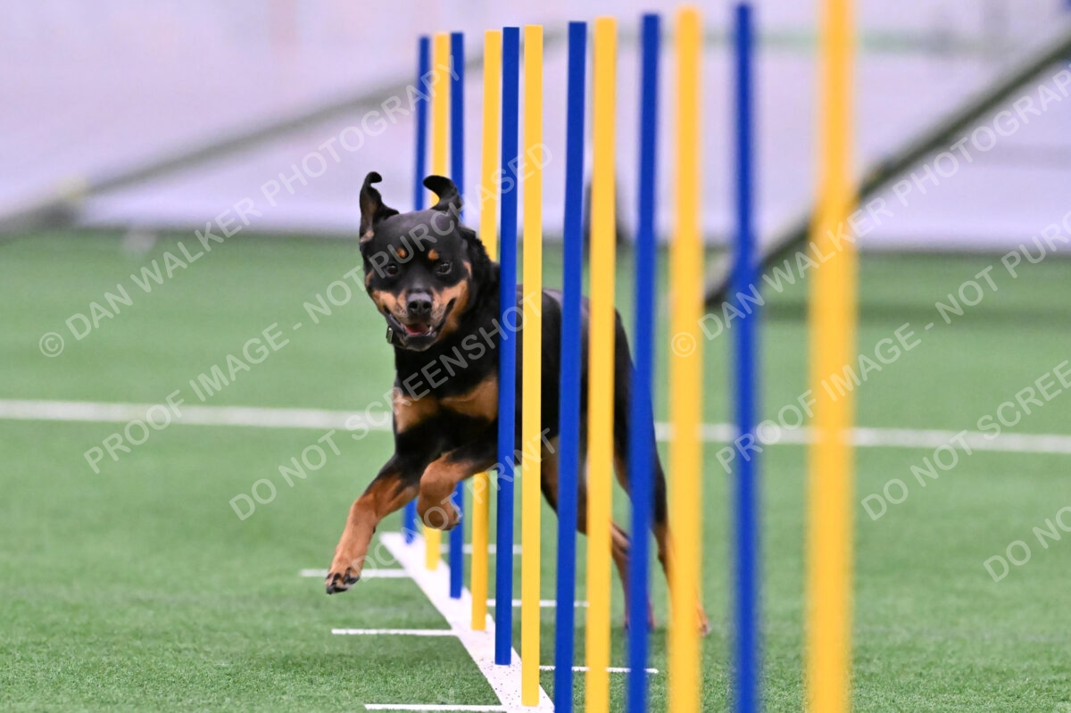 DJW_8836