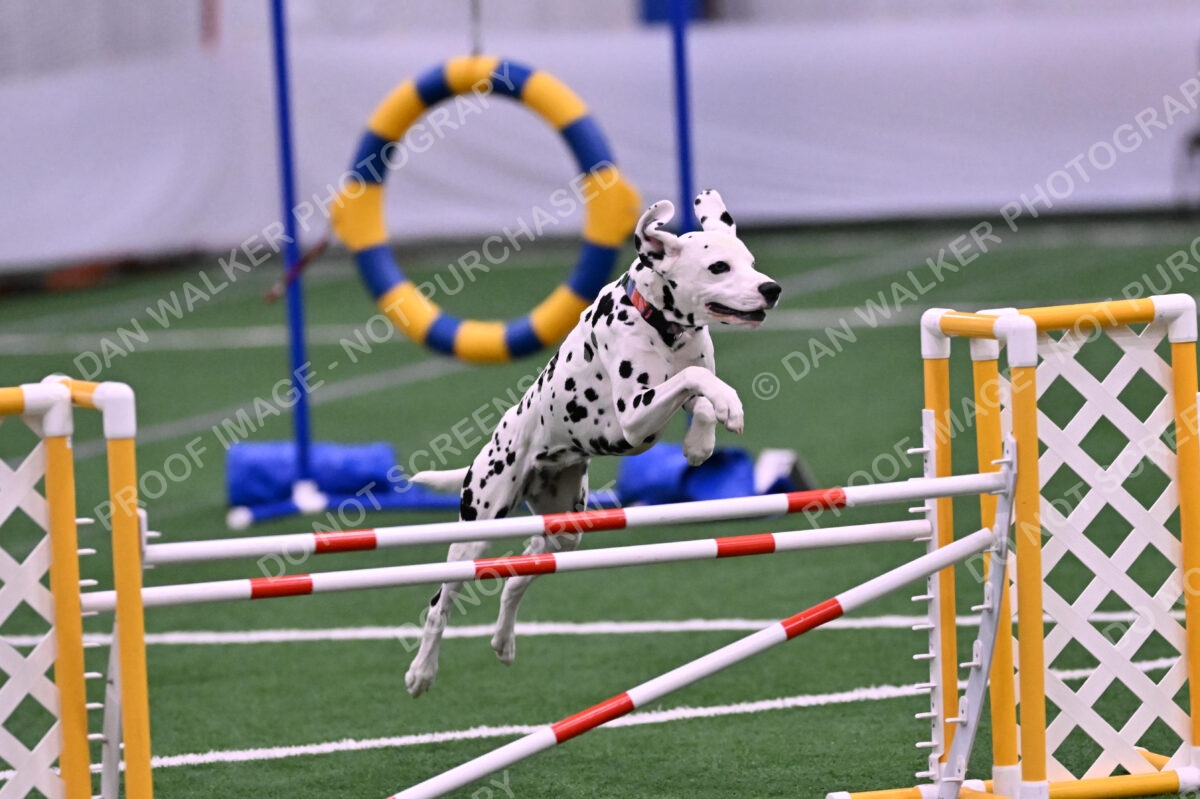 DJW_2939