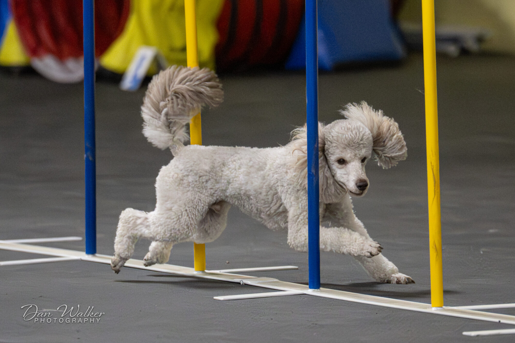 Papango-Bieber-12122