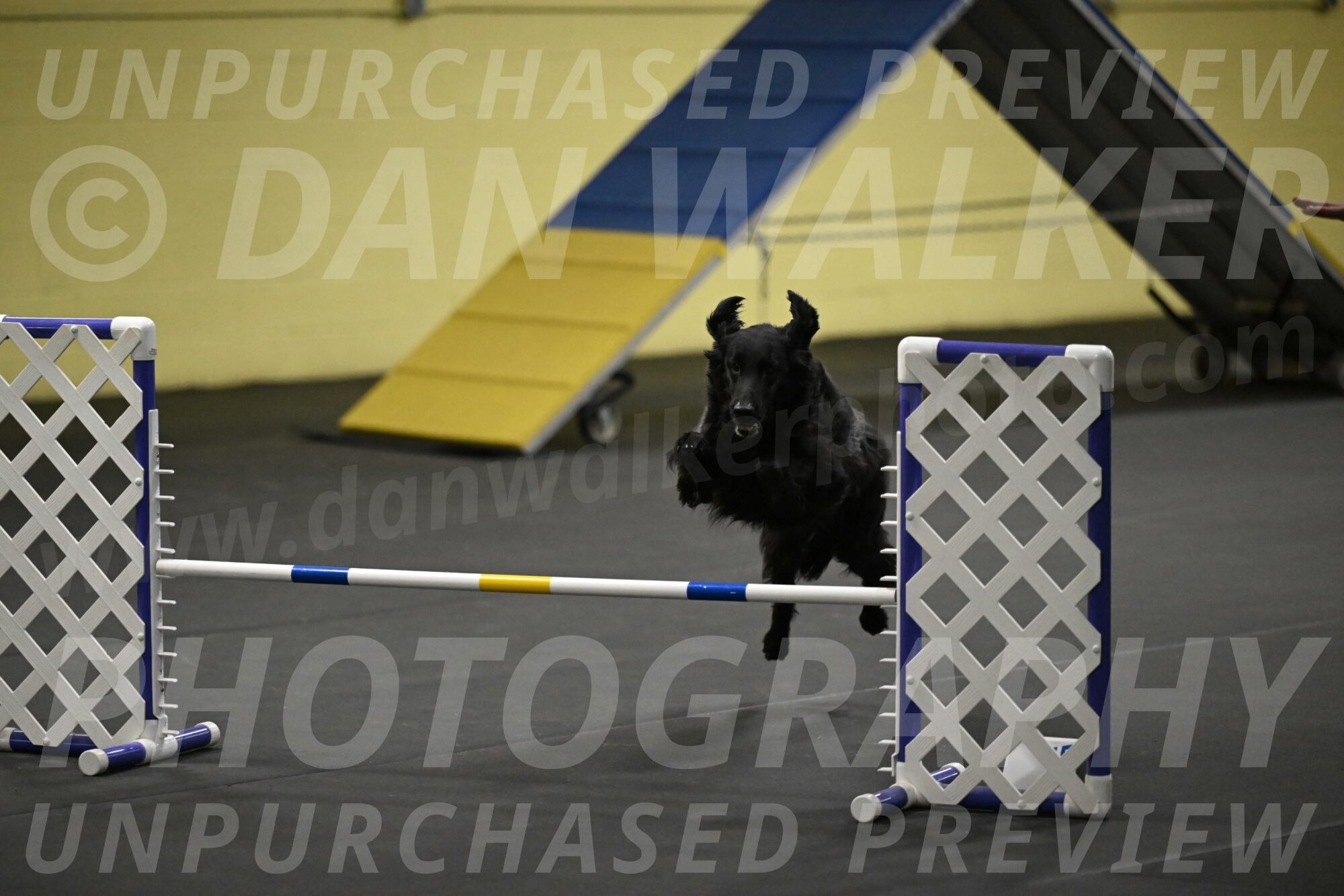 Angel-Everhart-14822