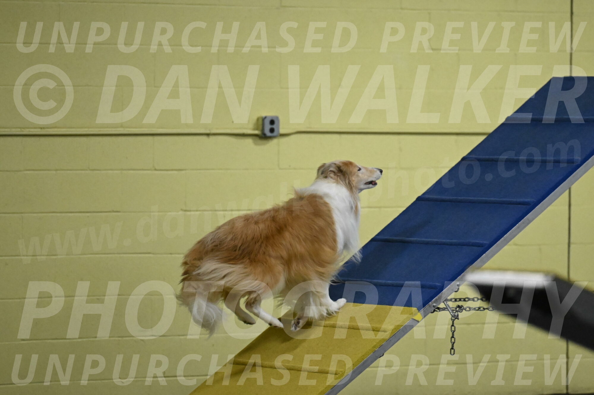 Attie-Schaffer-15085