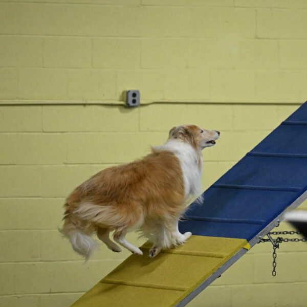 Attie-Schaffer-15085