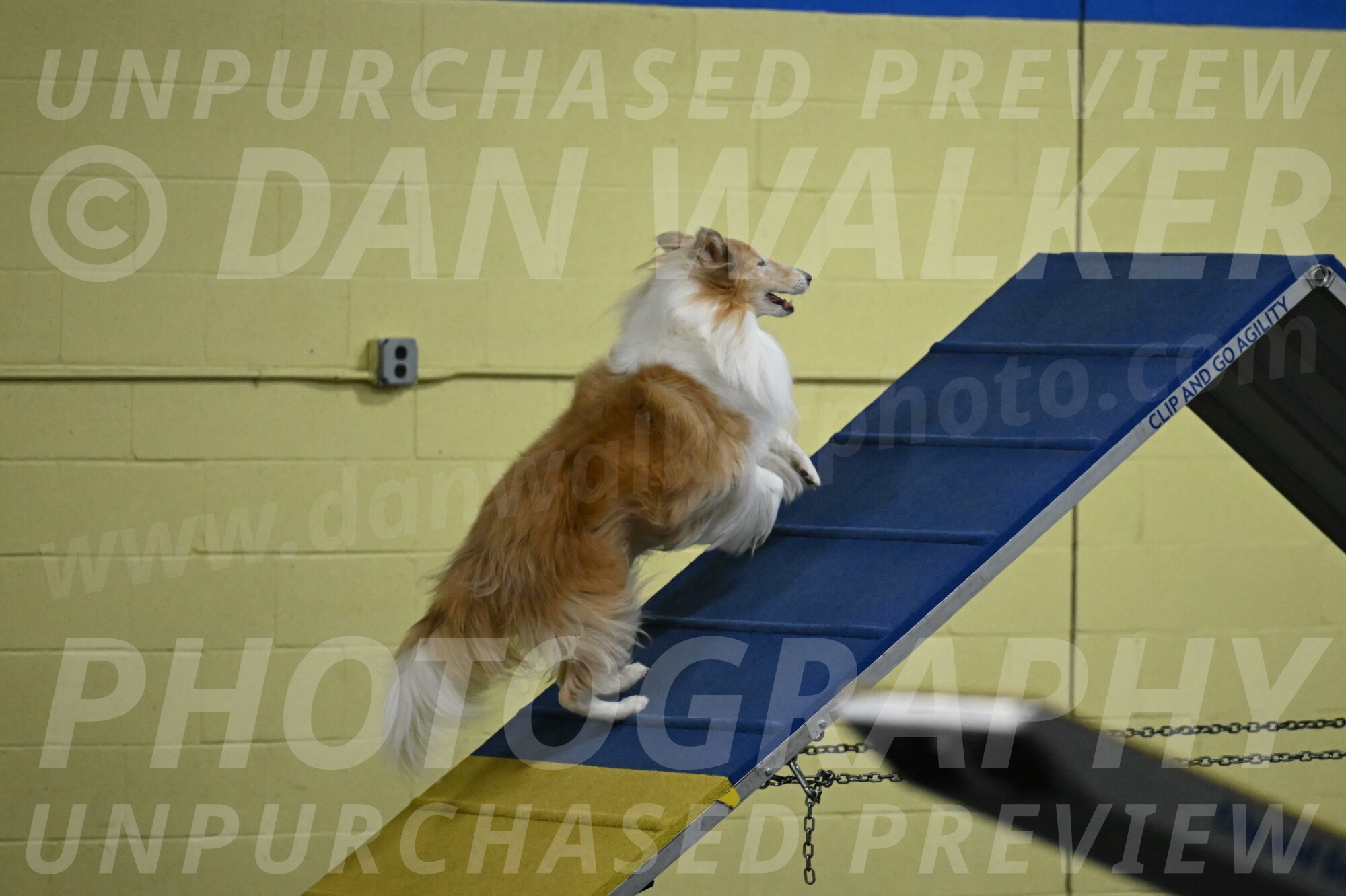 Attie-Schaffer-15087