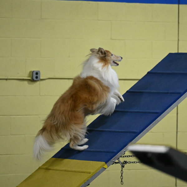 Attie-Schaffer-15087