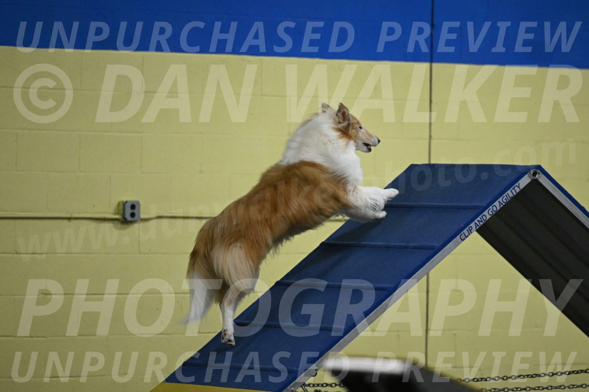 Attie-Schaffer-15088