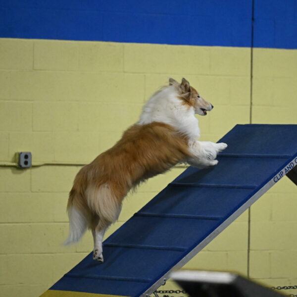 Attie-Schaffer-15088