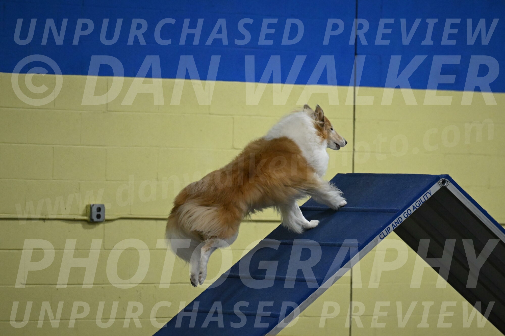 Attie-Schaffer-15089