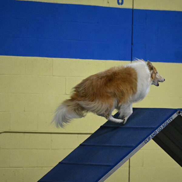 Attie-Schaffer-15091