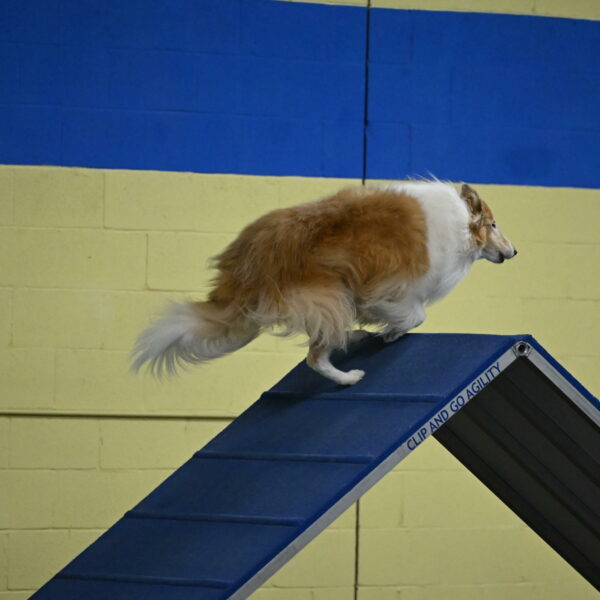 Attie-Schaffer-15092