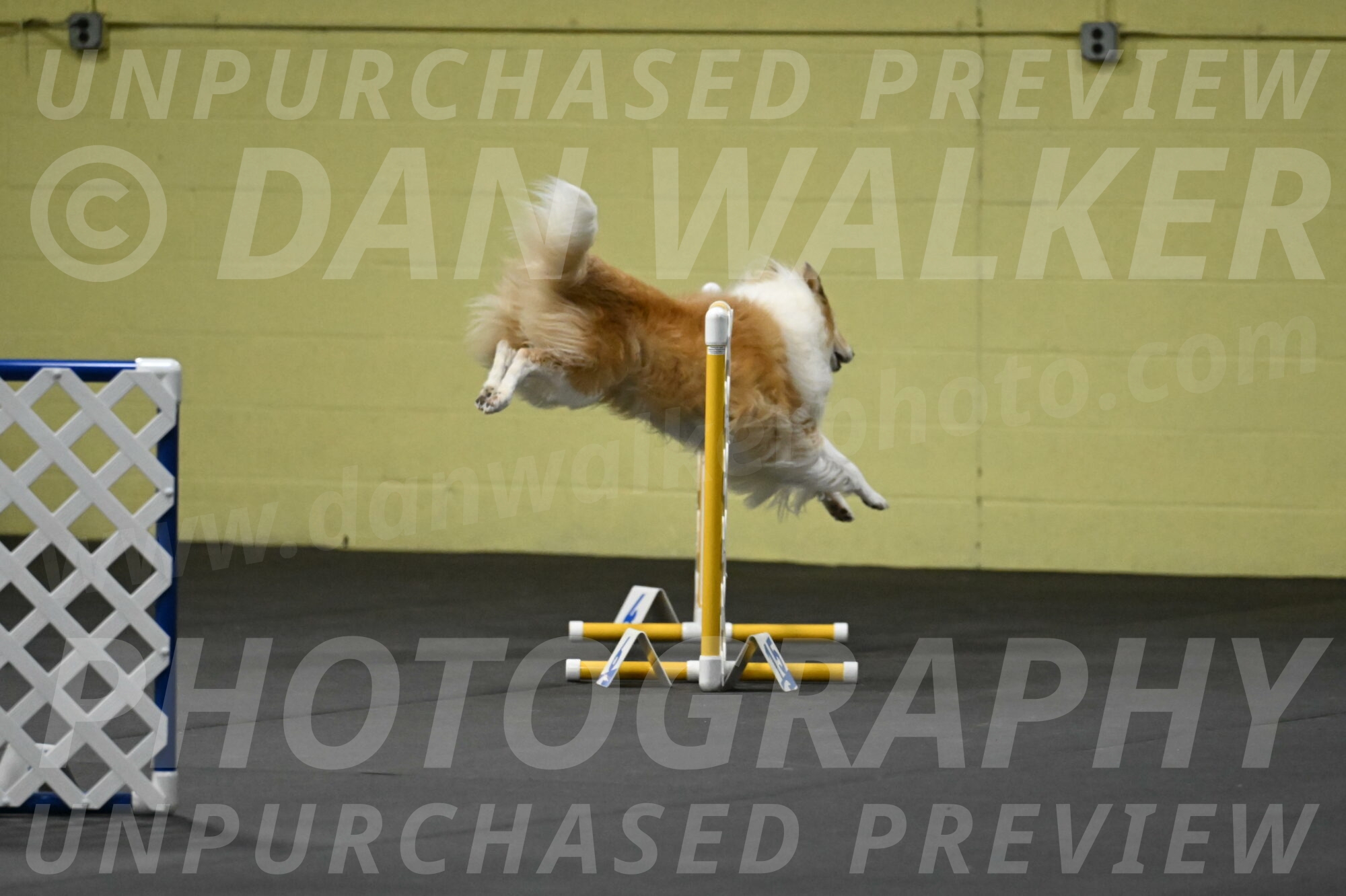 Attie-Schaffer-15095