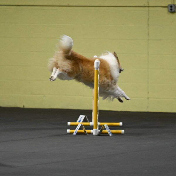 Attie-Schaffer-15095