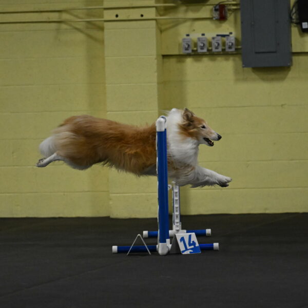 Attie-Schaffer-15104