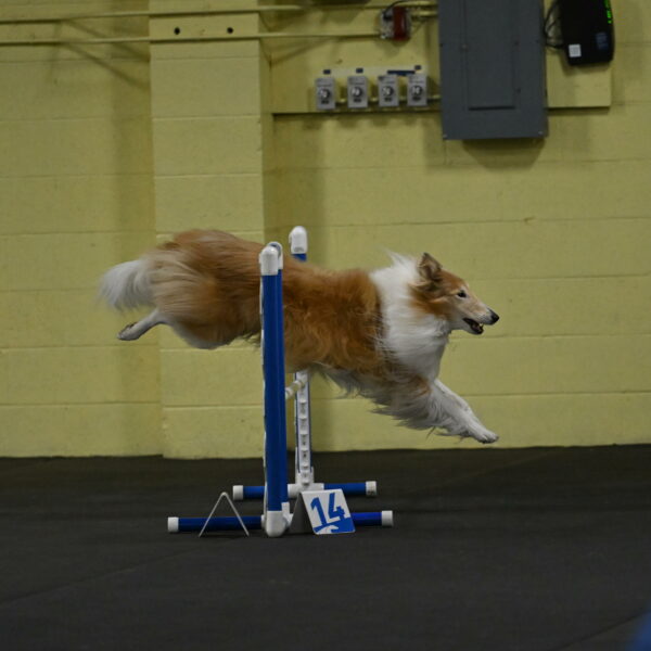 Attie-Schaffer-15105