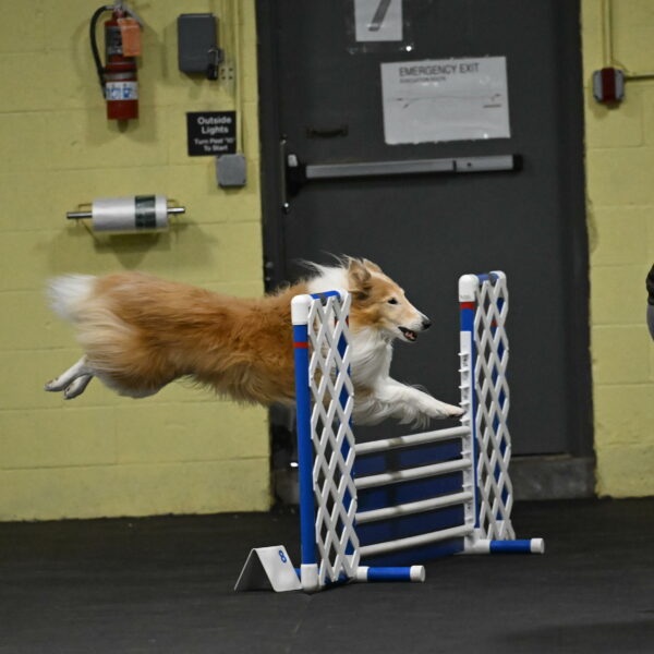 Attie-Schaffer-15107